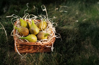 Altın ve yeşil armutlar, sağlıklı beslenmeyi ve taze tarım ürünlerini sembolize ederek, yemyeşil çimenler üzerinde geleneksel bir sepete konur.