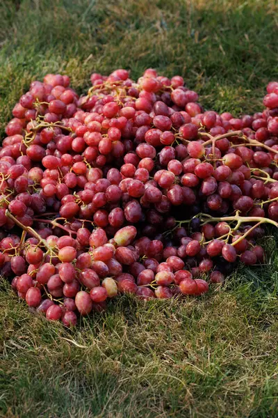 Yumuşak yeşil çimenlerin üzerinde sulu pembe üzümler uzanır. Güneş ışığıyla aydınlatılır. Tazelik ve organik tarım temaları uyandırır.