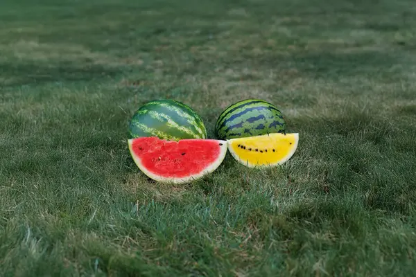 Olgun bir sarı ve kırmızı bir karpuz taze yeşil çimenlerin üzerinde dinleniyor, canlı renklerini ve doğal tazeliklerini sergiliyorlar.