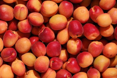 Pek çok nektarin, parlak turuncu-kırmızı derilerini ve sulu, lezzetli iç organlarını sergileyerek yakın bir şekilde dizilmiştir.