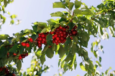 Dolgun, canlı kirazlarla dolu, gün ışığında parlayan, hasat edilmeye hazır bir dal.