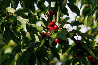 Daldaki olgun, kırmızı kirazlar, canlı yeşil yapraklarla çevrili, tazeliklerini ve doğal güzelliklerini sergiliyorlar.