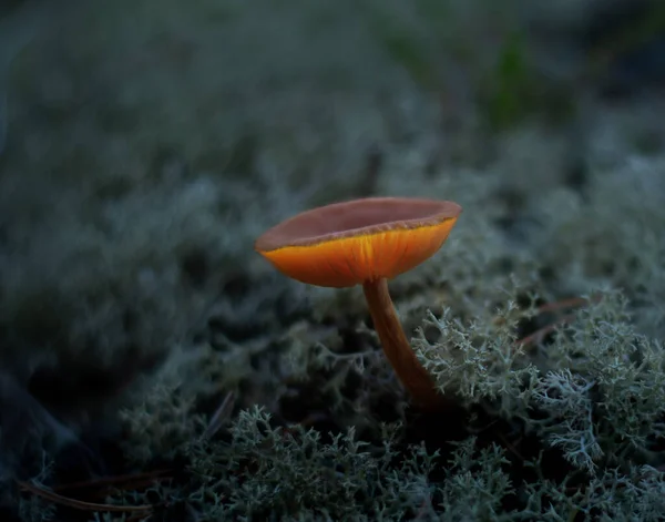 Schuss Eines Glühenden Pilzes Essbare Pilze Großaufnahme Von Giftigen Pilzen — Stockfoto