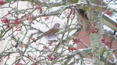 Kışın ağaçta meyve yiyen bir kızıl kanat (Turdus iliacus) kuşu. 4K Kışın ağaçta kuşun meyve yediğini gösteren video görüntüleri.