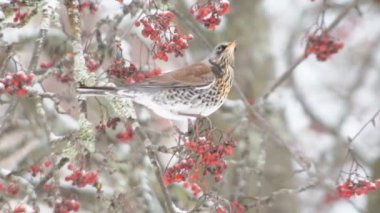 Kışın ağaçta meyve yiyen bir kızıl kanat (Turdus iliacus) kuşu. 4K Kışın ağaçta kuşun meyve yediğini gösteren video görüntüleri.