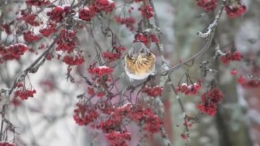 Kışın ağaçta meyve yiyen bir kızıl kanat (Turdus iliacus) kuşu. 4K Kışın ağaçta kuşun meyve yediğini gösteren video görüntüleri.