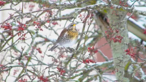 Redwing Turdus Iliacus Bird Eating Fruit Tree Winter Video Footage — Stock Video