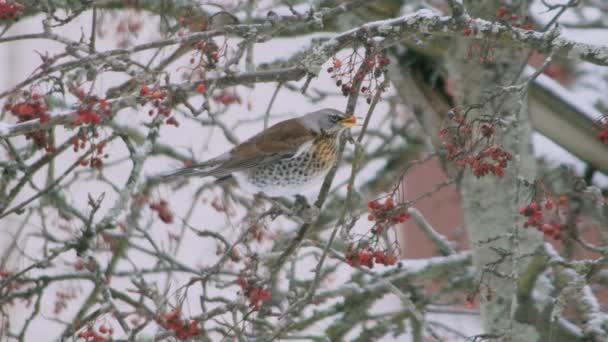 Czerwone Skrzydło Turdus Iliacus Ptak Jedzący Owoce Drzewie Zimie Nagranie — Wideo stockowe
