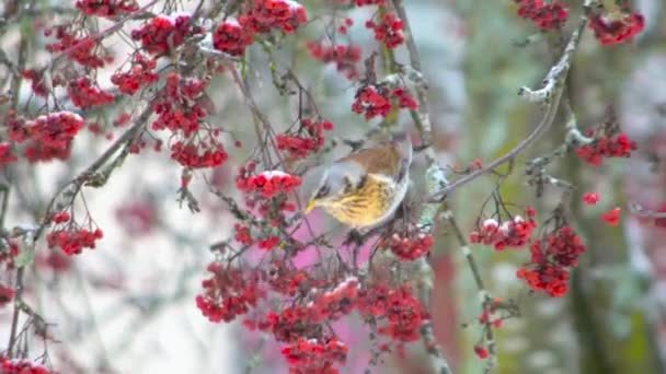 Pássaro Ruivo Turdus Iliacus Comendo Frutas Uma Árvore Inverno Filmagem — Vídeo de Stock