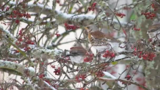 冬に鳥が木の上で実を食べる姿を見ることができる 4Kビデオ冬に木の上で果物を食べる鳥の映像 — ストック動画