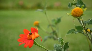 Turuncu papatya çiçeği rüzgar ve bal arısıyla hareket ediyor. yeşil arkaplan.
