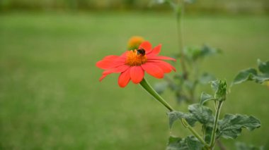 Turuncu papatya çiçeği rüzgar ve bal arısıyla hareket ediyor. yeşil arkaplan.