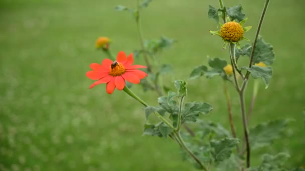 Πορτοκαλί Μαργαρίτα Ζέρμπερα Λουλούδι Κινείται Τον Άνεμο Και Μέλισσα Πράσινο — Αρχείο Βίντεο