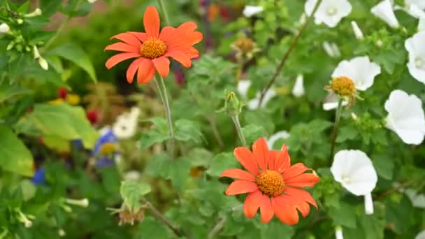 オレンジのデイジー ガーベラの花が風とミツバチと一緒に動いています 緑の背景 — ストック動画