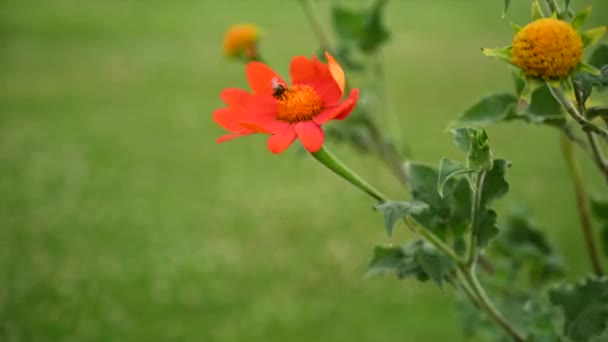 Orange Daisy Gerbera Flower Moving Wind Honey Bee Green Background — 비디오