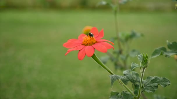 Πορτοκαλί Μαργαρίτα Ζέρμπερα Λουλούδι Κινείται Τον Άνεμο Και Μέλισσα Πράσινο — Αρχείο Βίντεο
