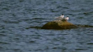  Seagull is sitting on the stone surrounded by cold lake water. The  view of the magnificent sunny days, 4k.