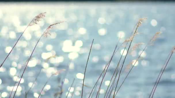 夏天的时候 风从湖边的长草中吹过 — 图库视频影像