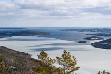 Kar yığınlarındaki ağaçların panoramik görüntüsü. Büyülü kış ormanı ufku. 