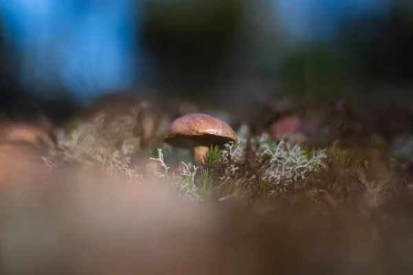 Schuss Essbare Pilze Essbare Pilze Großaufnahme Von Giftigen Pilzen Wald — Stockfoto