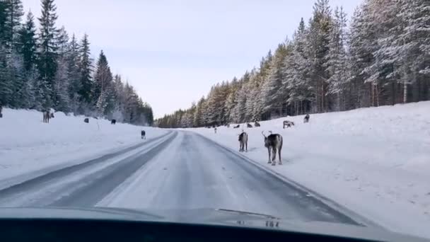 Group Moose Elk Walking Swedish Road Protect Its Family Oncoming — Stockvideo