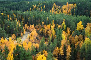Sonbahar manzara güzel ağaçlar güneş ışığında parlayan Nehri, renkli. Harika pitoresk arka plan. doğada renk. muhteşem görünümü.