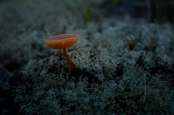 Schuss Eines Glühenden Pilzes Essbare Pilze Großaufnahme Von Giftigen Pilzen — Stockfoto