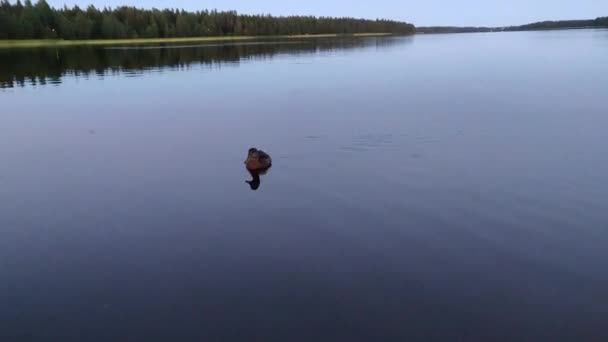 Pato Com Patinhos Flutuando Lagoa Summer Park Vídeo Animal Wildlife — Vídeo de Stock