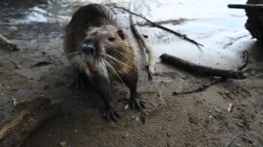Vahşi bir rakali su sıçanı (Hydromys chrysogaster) yüzüyor ve turistik yerlerde yiyecek arıyor..