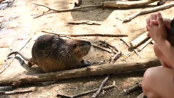 Wild Rakali Water Rat Hydromys Chrysogaster Swimming Looking Food Touristic — Stock Video