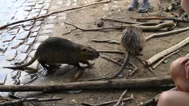 一只野生的河鼠在旅游胜地游泳和觅食 — 图库视频影像