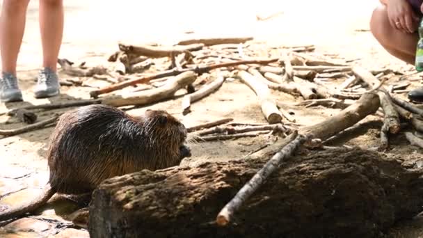 Dziki Szczur Wodny Rakali Hydromys Chrysogaster Pływający Szukający Pożywienia Turystycznym — Wideo stockowe