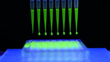 Biyomedikal araştırma için yeşil floroforlu bileşik çözeltiyi geri çeken çok kanallı pipette karanlık bir kimya laboratuvarında. Hücre kültürü ve mikrobiyoloji test geliştirmesi.