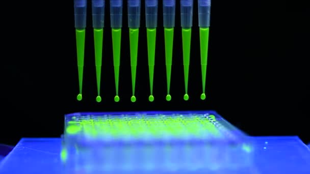 Pipetta Multicanale Che Preleva Soluzione Composta Fluoroforo Verde Ricerca Biomedica — Video Stock