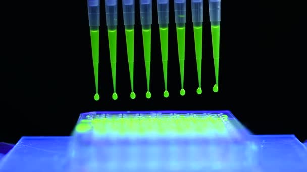 Pipeta Multicanal Retirando Solução Composto Fluoróforo Verde Para Pesquisa Biomédica — Vídeo de Stock