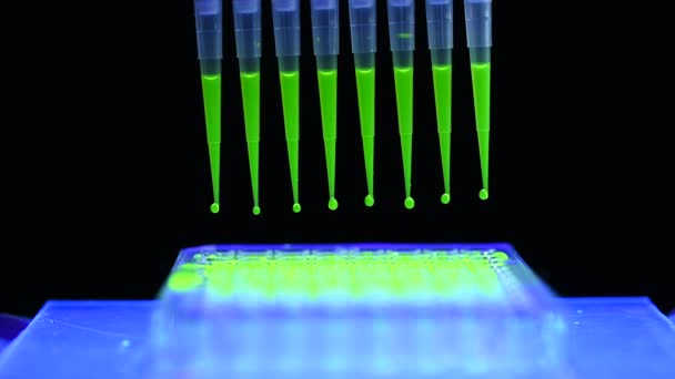 Pipeta Multicanal Que Retira Solución Compuesta Fluoróforo Verde Para Investigación — Vídeo de stock