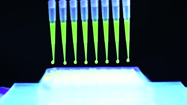 Pipeta Multicanal Retirando Solução Composto Fluoróforo Verde Para Pesquisa Biomédica — Vídeo de Stock