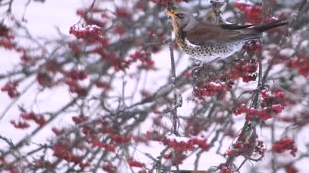 冬の雪の木にハンガリーのカラフルなソングバードは 木の枝に赤い果実に餌を与えます 冬に鳥に餌を与える 4Kバックグラウンドコピースペース — ストック動画