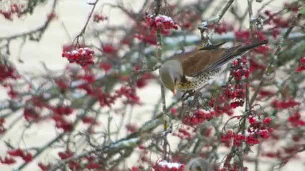 Hungrige Winterbunte Singvögel Winterlichen Schneebaum Die Sich Von Roten Beerenfrüchten — Stockvideo