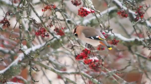 Passarinhos Coloridos Inverno Famintos Árvore Neve Inverno Alimentando Frutos Baga — Vídeo de Stock