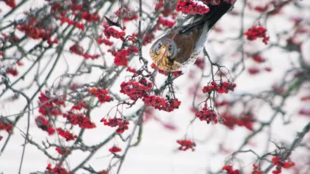 Invierno Hambriento Coloridos Pájaros Cantores Árbol Nieve Invierno Alimentándose Frutos — Vídeos de Stock
