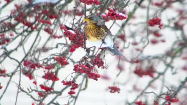 Hungrige Winterbunte Singvögel Winterlichen Schneebaum Die Sich Von Roten Beerenfrüchten — Stockvideo