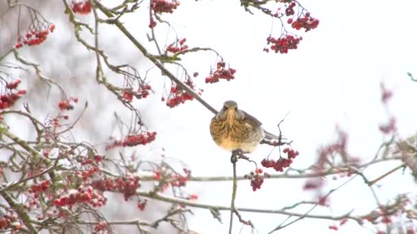 Hungry Winter Colorful Songbirds Winter Snow Tree Feeding Red Berry — Stock Video