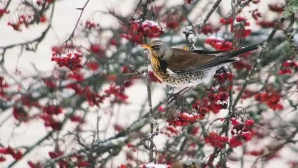 Hungry Winter Colorful Songbirds Winter Snow Tree Feeding Red Berry — Stock Video
