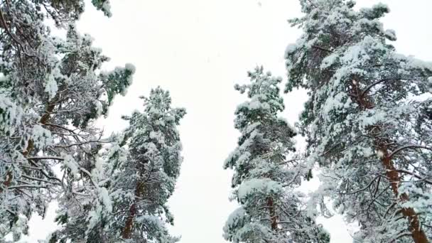 冬日里 在大自然的4K视频中 飘飘欲仙的雪花飘落在户外 枝条丛生的树木环绕着四周 多云的日子户外背景复制空间 — 图库视频影像