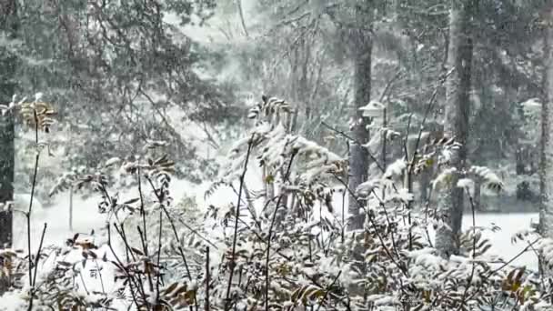 Ветреный Сильный Снегопад Видео Лесу Разветвляется Деревья Течение Зимы Концепция — стоковое видео