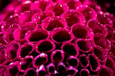 Dahlia çiçekli makro su damlası atışı, sığ alan derinliği. Renkli kasımpatı çiçekli makro shot. Yaz ve bahar çok renkli çiçek arkaplanı