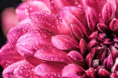 Dahlia çiçekli makro su damlası atışı, sığ alan derinliği. Renkli kasımpatı çiçekli makro shot. Yaz ve bahar çok renkli çiçek arkaplanı