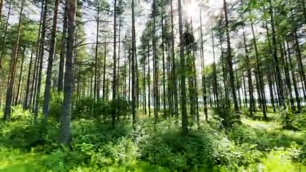 Frumoasă Dimineață Vară Pădurea Pini Razele Soarelui Trec Prin Frunzele — Videoclip de stoc