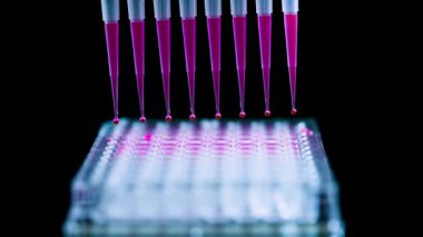 Çoklu kanal pipeti tutan bilim adamı, biyomedikal araştırmalar için plastik uçlarla pembe bileşik solüsyon çekiyor ve arka planda kimya laboratuvarında model bileşikler bulunuyor.